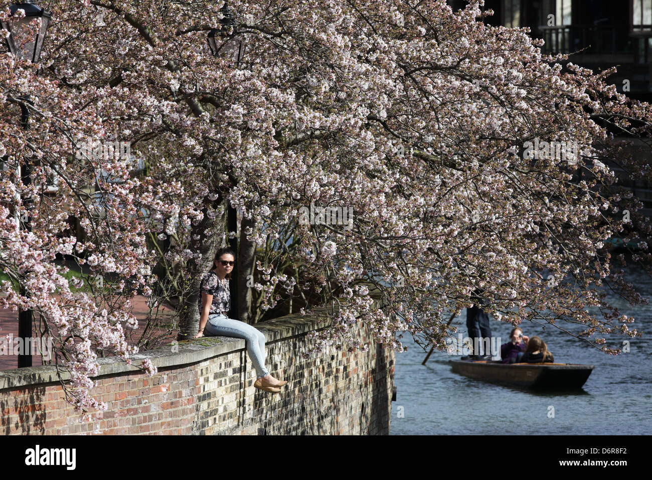 GIRL SITTING UNDER A PINK CHERRY BLOSSOM TREE ON A WALL BY THE RIVER ...