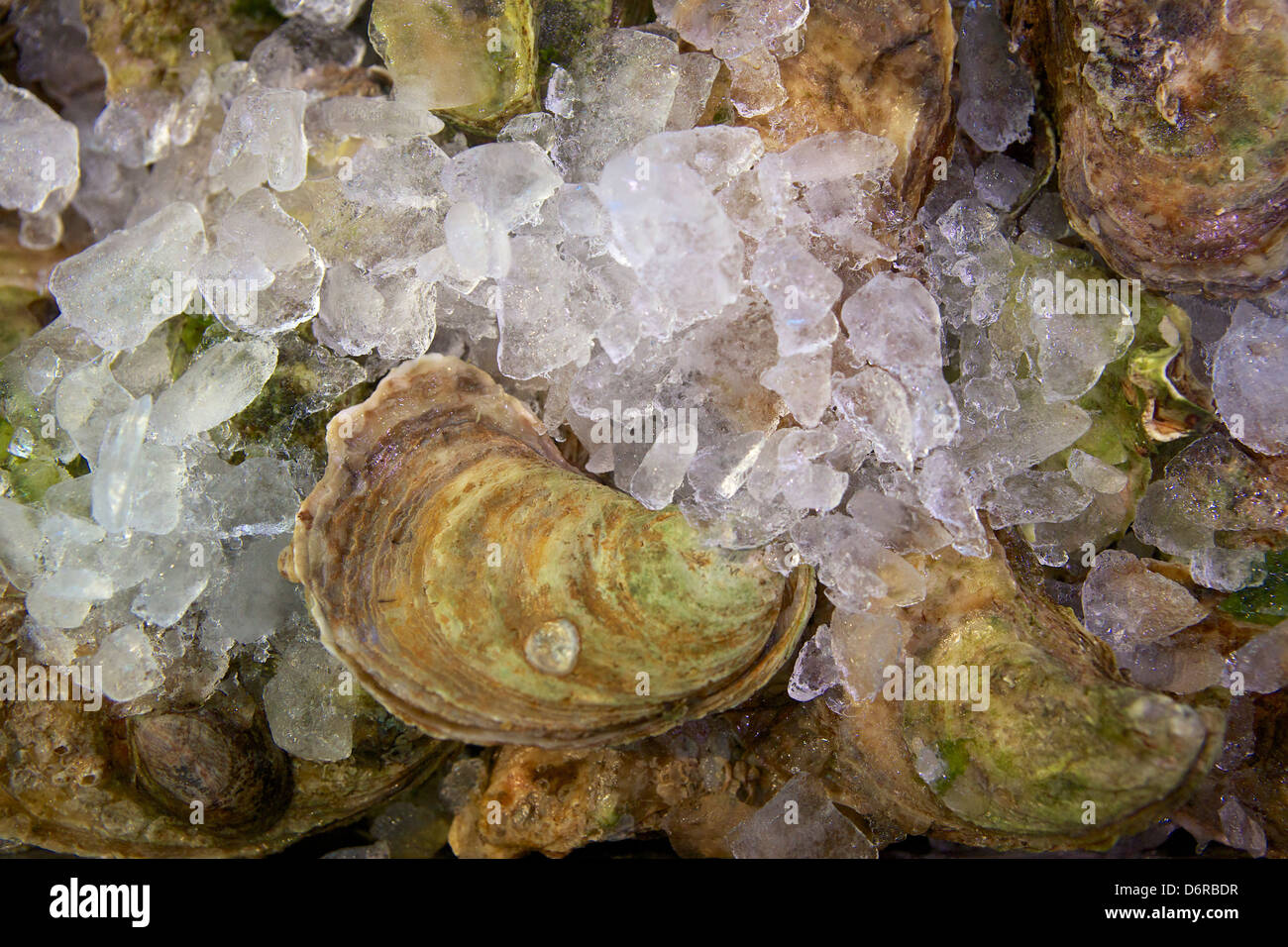 Live Malpeque Oysters on ice Stock Photo Alamy