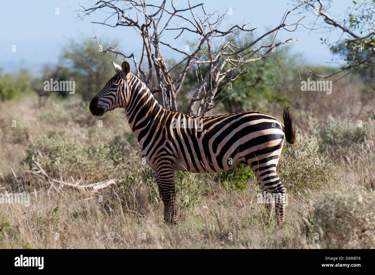 Zebra standing in a forest hi-res stock photography and images - Alamy