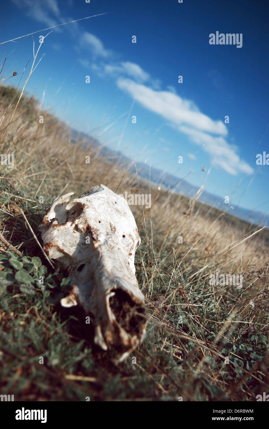 Weathered wild animal skull cranium hi-res stock photography and images ...