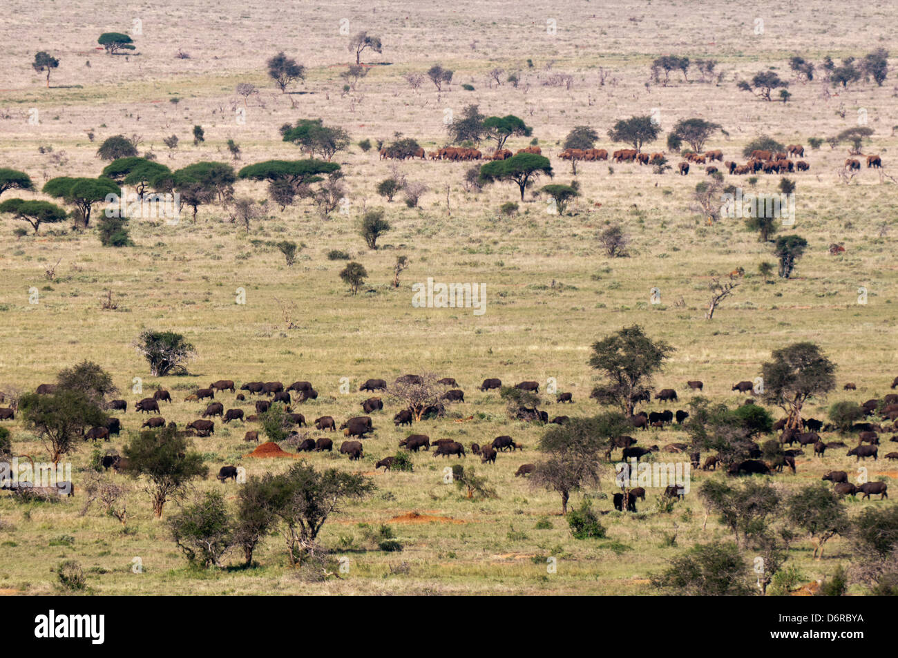 African forest buffaloes hi-res stock photography and images - Alamy