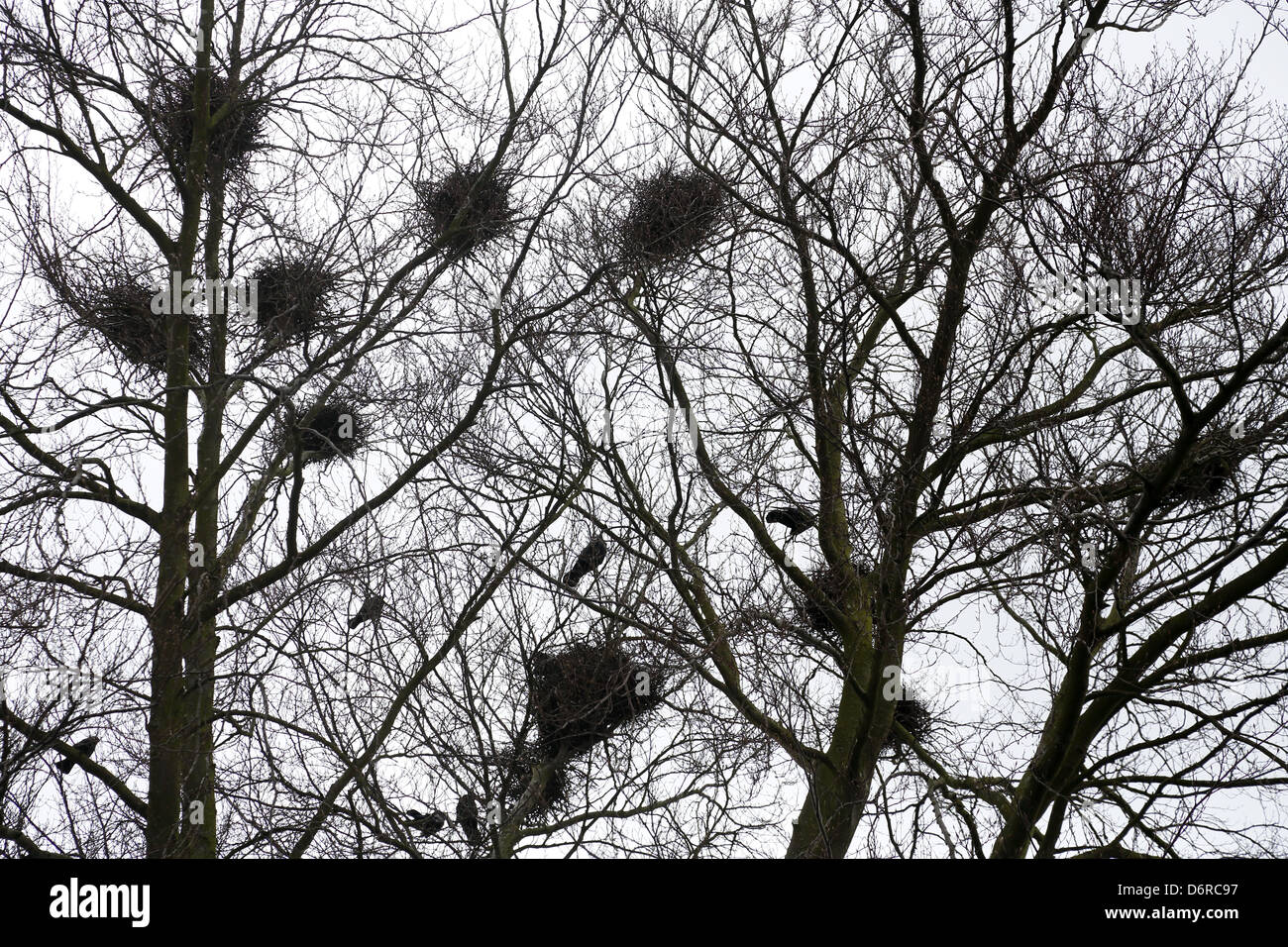 Crows nests in trees hi-res stock photography and images - Alamy