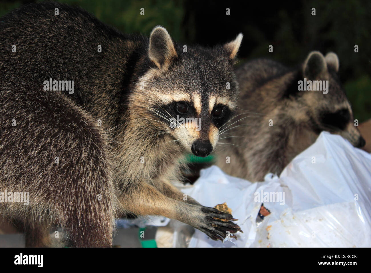Three raccoons hi-res stock photography and images - Alamy