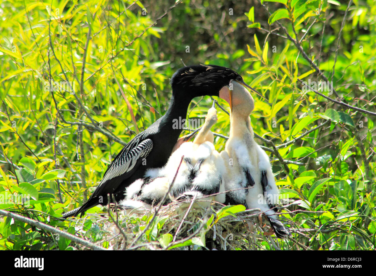 Anhinga (Anhinga anhinga) feeding it's young one in the nest ...