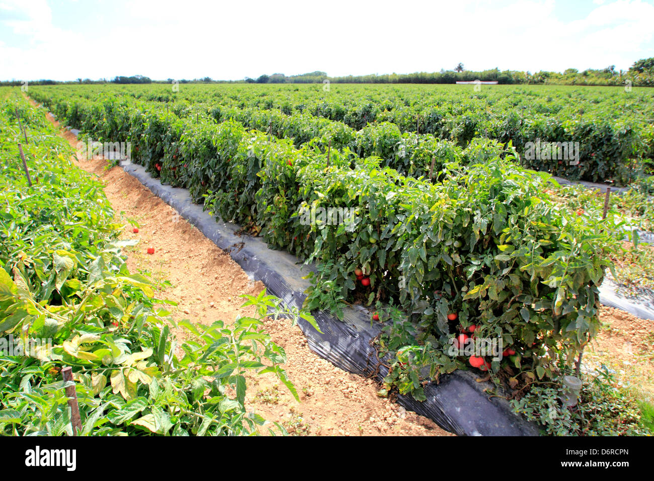 Tomato crop in a field at Homestead, Florida, USA Stock Photo Alamy