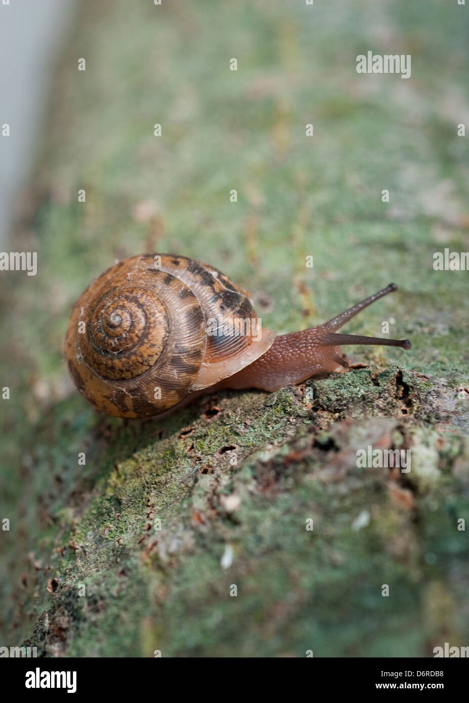 Snail on vertical tree hi-res stock photography and images - Alamy