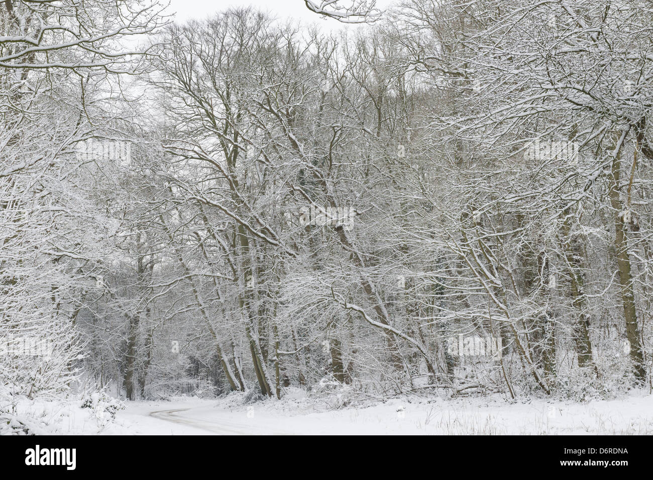 Decidious woodland in snow, Stock Photo