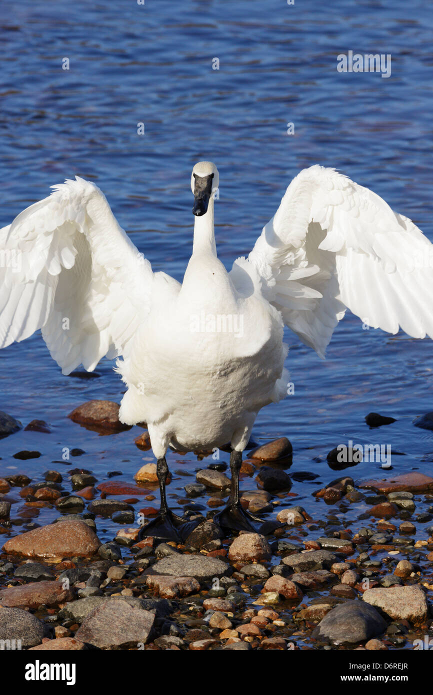 A Trumpeter Swan extends and flaps its wings on the shore of the the Mississippi River, Minnesota. Stock Photo