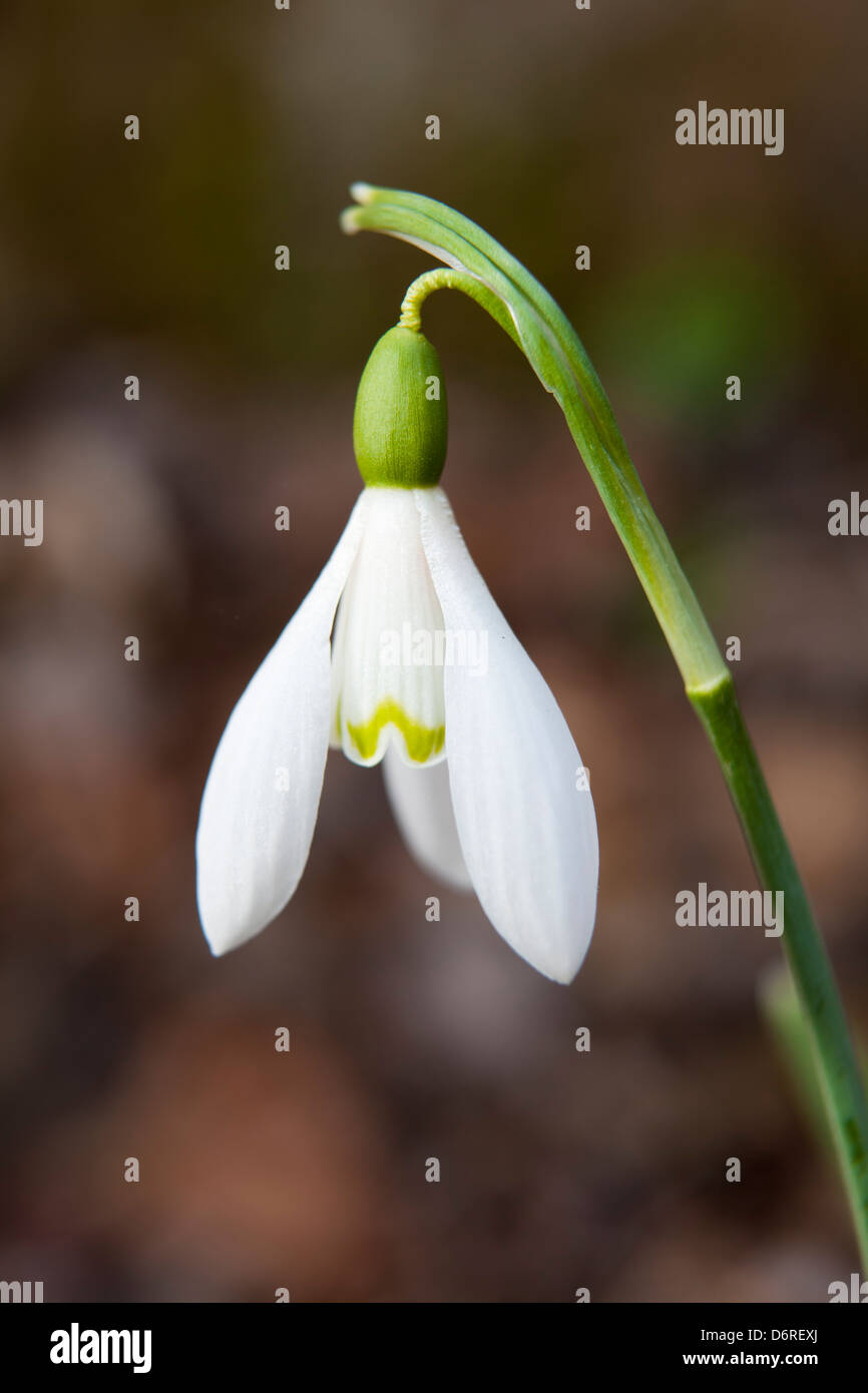 Snowdrop or common snowdrop - Galanthus nivalis -, Natural park of Montseny mountain, Barcelona, Spain Stock Photo