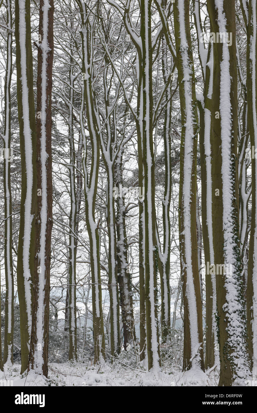 Snow covered Common beech (Fagus sylvatica) Stock Photo