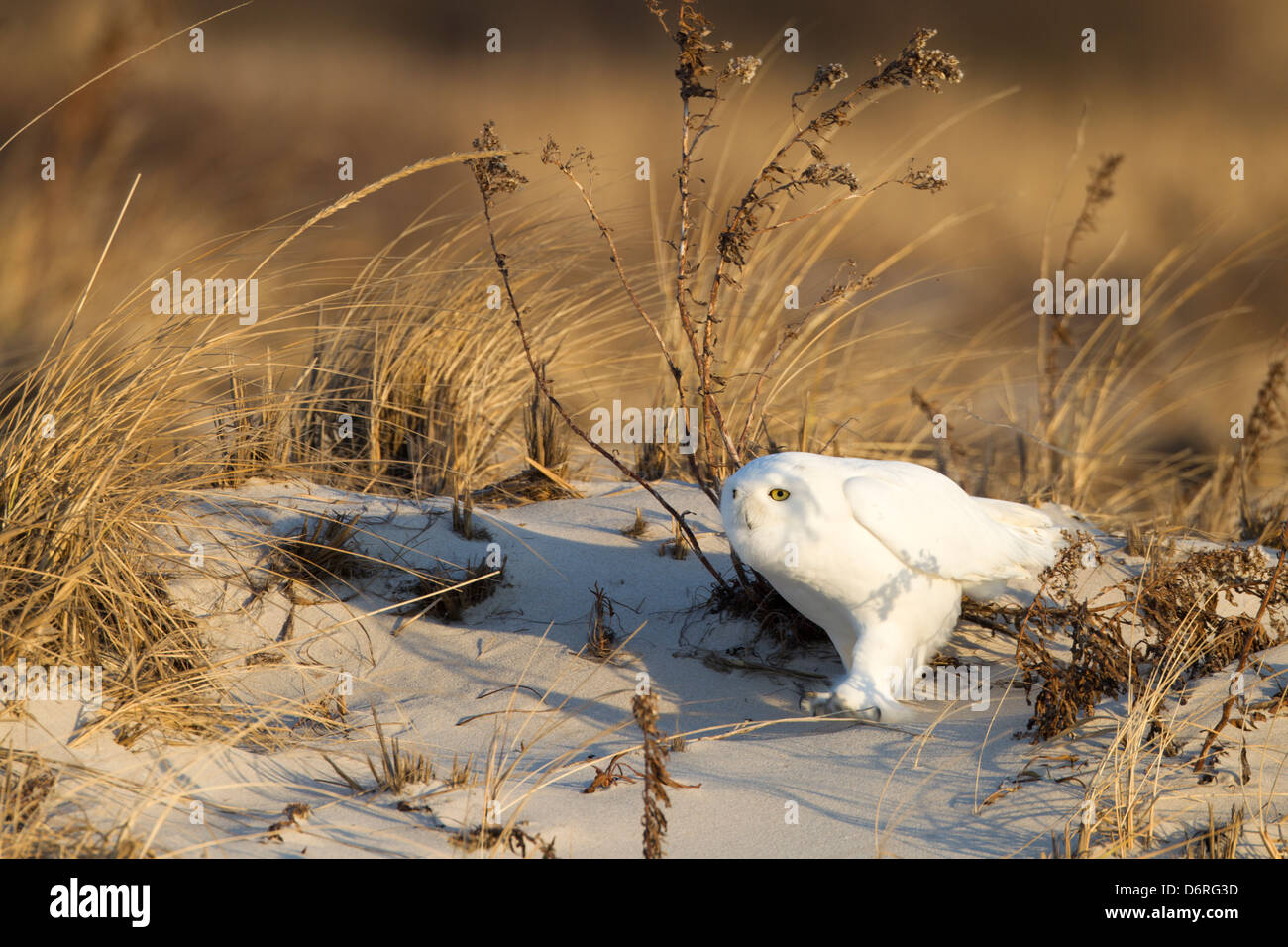 Snowy Owl (Bubo scandiacus), adult male, hunting in the dunes at Jones Beach State Park on Long Island, New York at sunrise. Stock Photo
