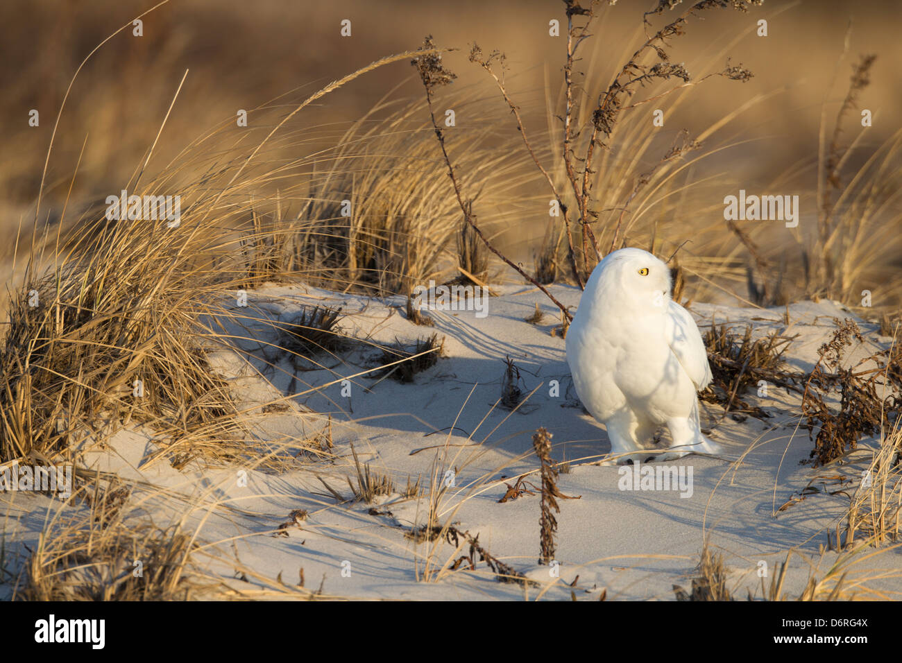 Snowy Owl (Bubo scandiacus), adult male, hunting in the dunes at Jones Beach State Park on Long Island, New York at sunrise. Stock Photo