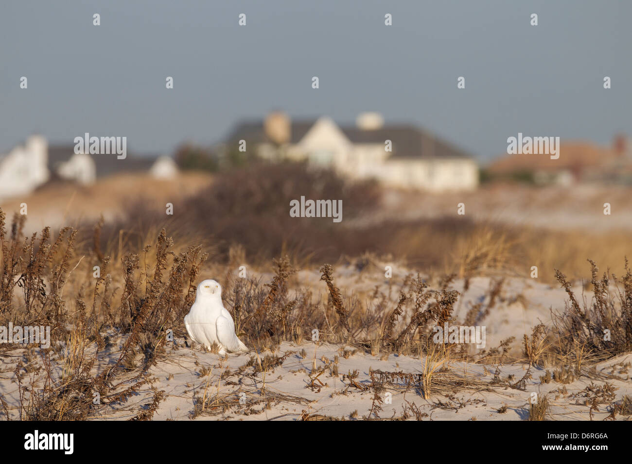 Snowy Owl (Bubo scandiacus), adult male, hunting in the dunes at Jones Beach State Park on Long Island Stock Photo