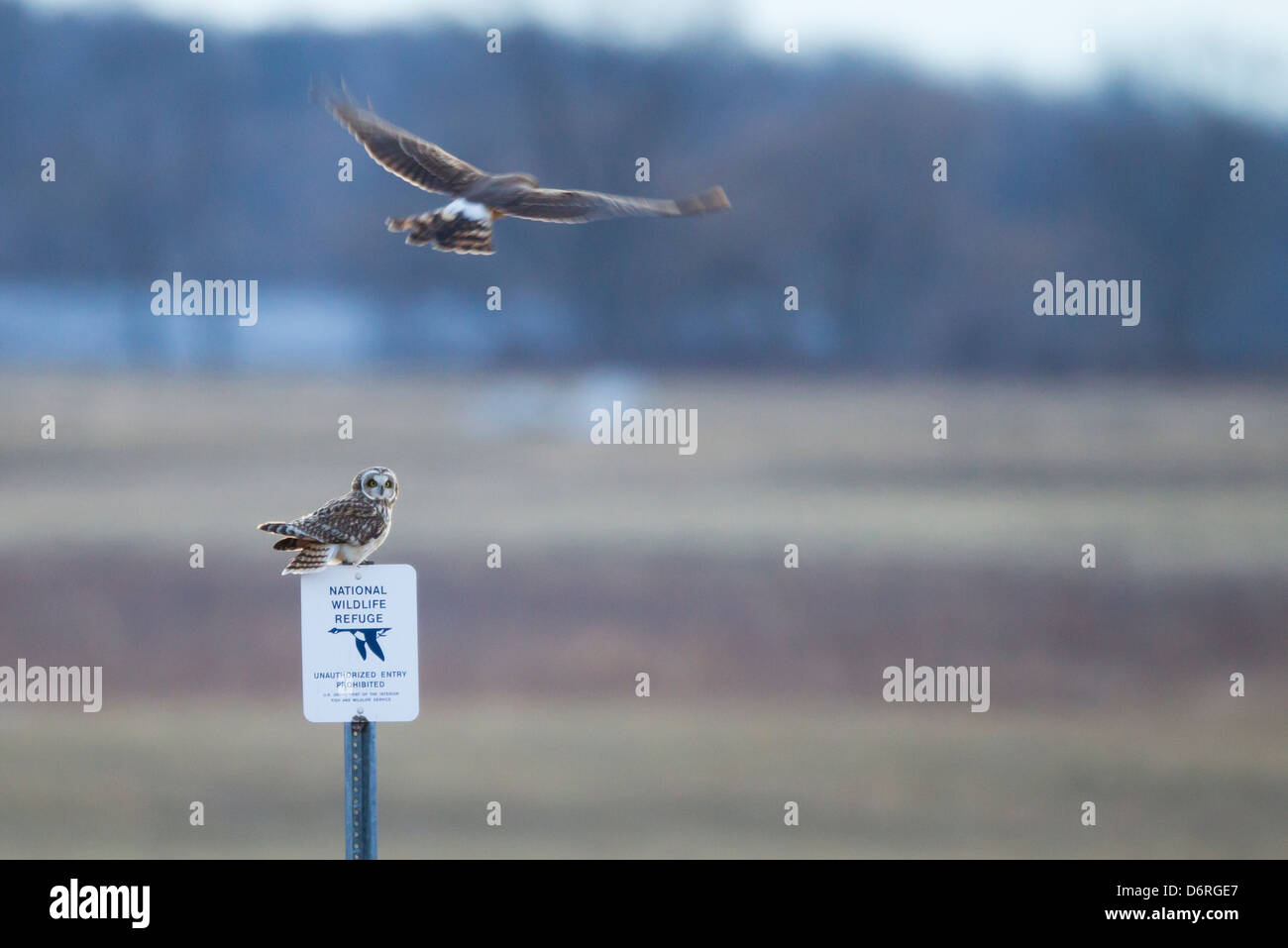 Short-eared Owl (Asio flammeus flammeus), being mobbed by a Northern Harrier (Circus cyaneus hudsonius) Stock Photo