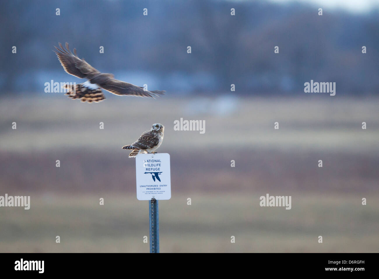 Short-eared Owl (Asio flammeus flammeus), being mobbed by a Northern Harrier (Circus cyaneus hudsonius) Stock Photo