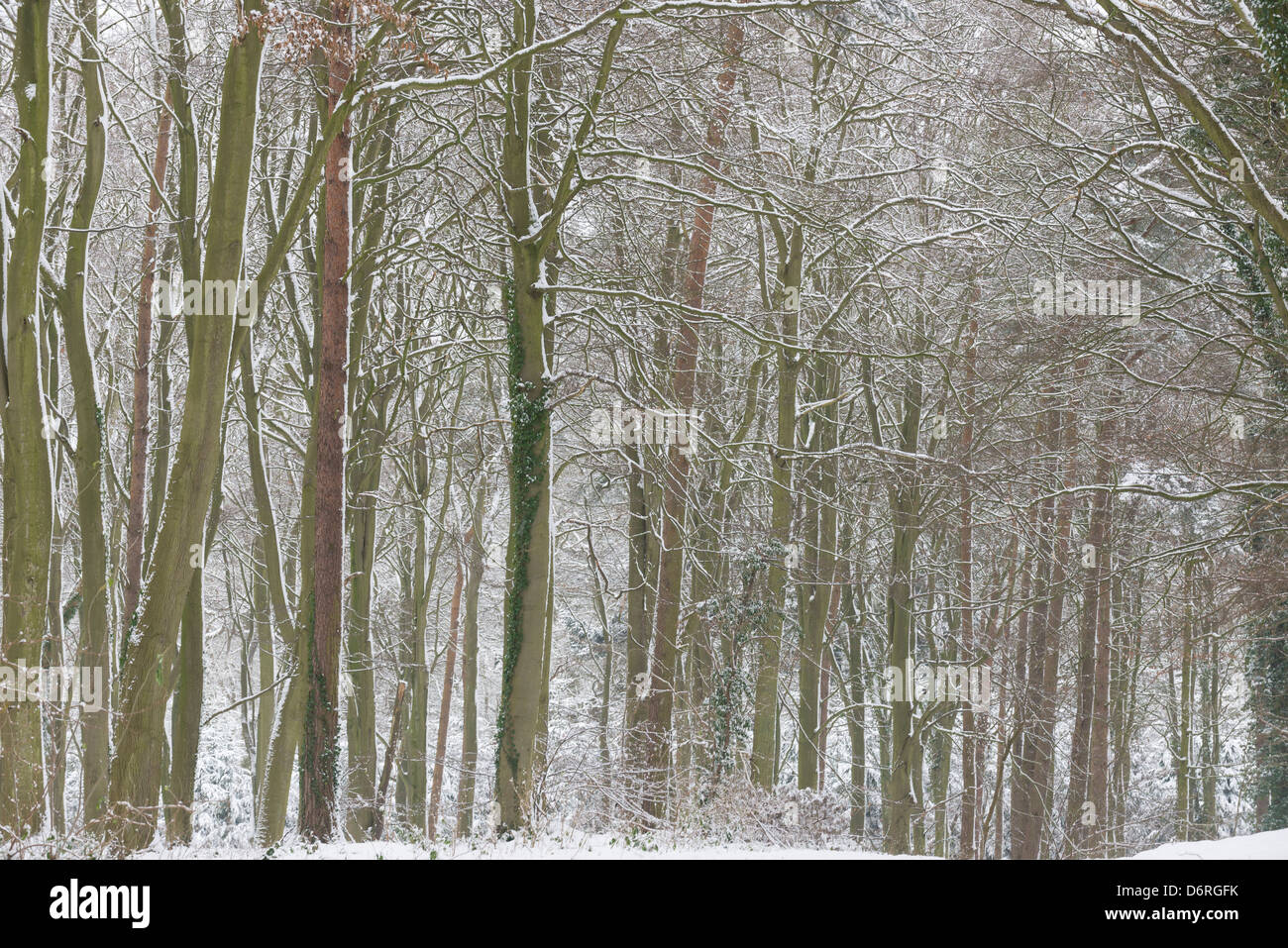 Snow covered Common beech (Fagus sylvatica) Stock Photo