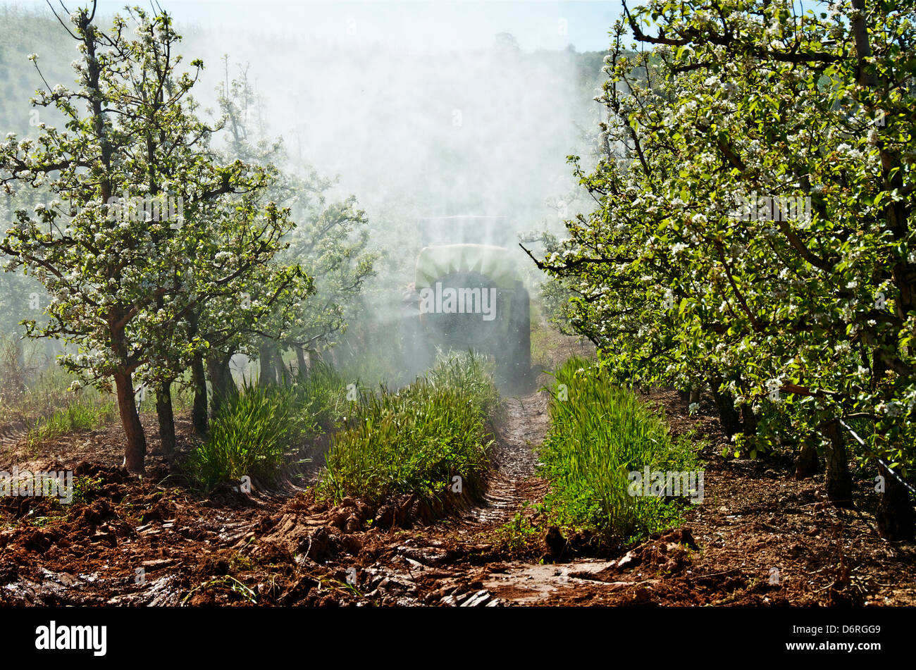 A-Dos-Francos, Portugal, April 2013. Pear Rocha orchards are in bloom. Farmers deal to protect them from pests. Stock Photo