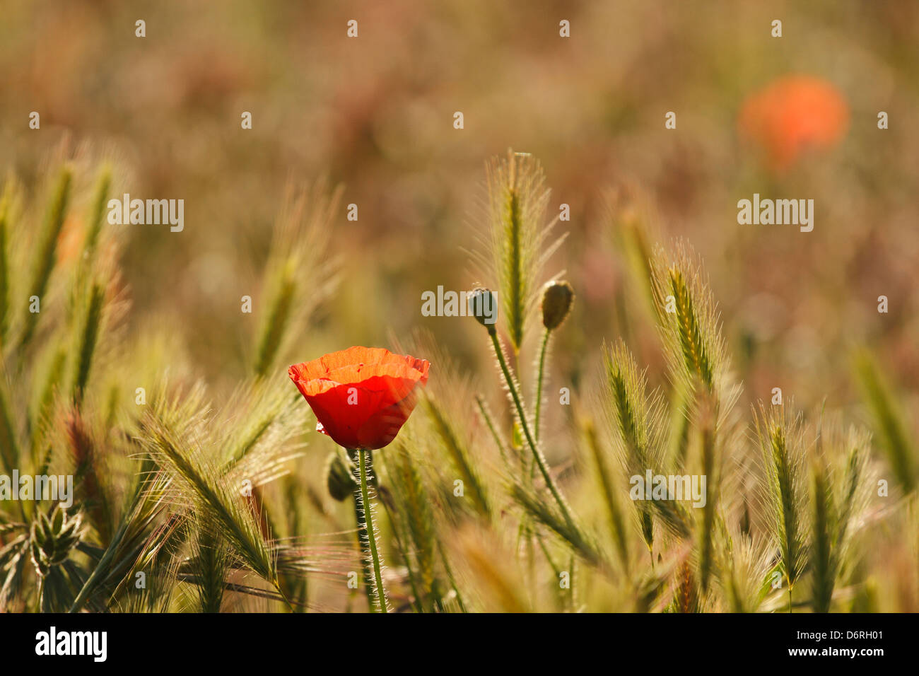 Lone poppy flower in grass hi-res stock photography and images - Alamy