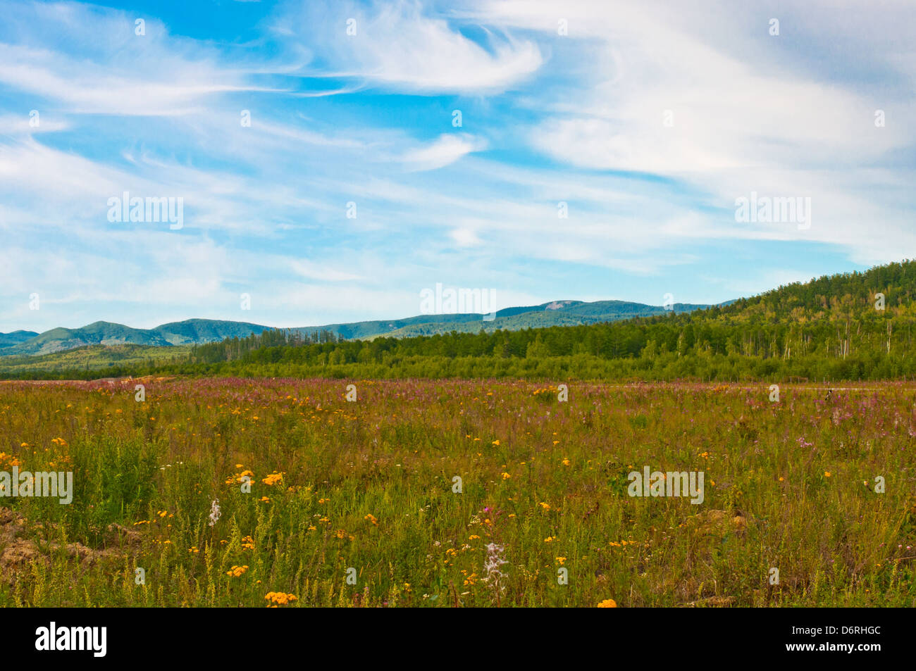 Flavor meadow in Khabarovskiy Kray, Bogorodskoe village, Far East Russia. Stock Photo