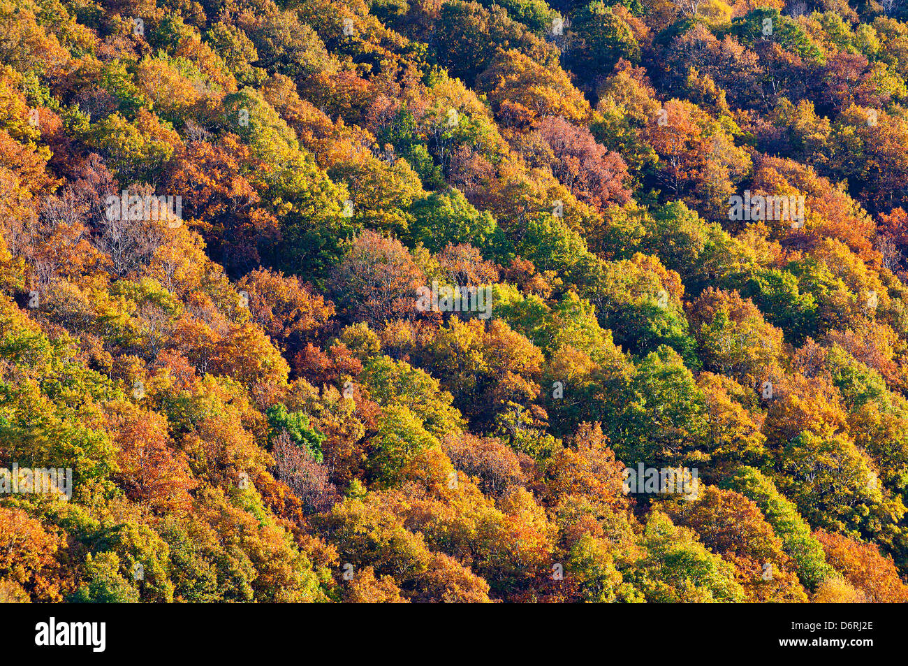 Autumn leaves, Powys, Wales, UK. Stock Photo