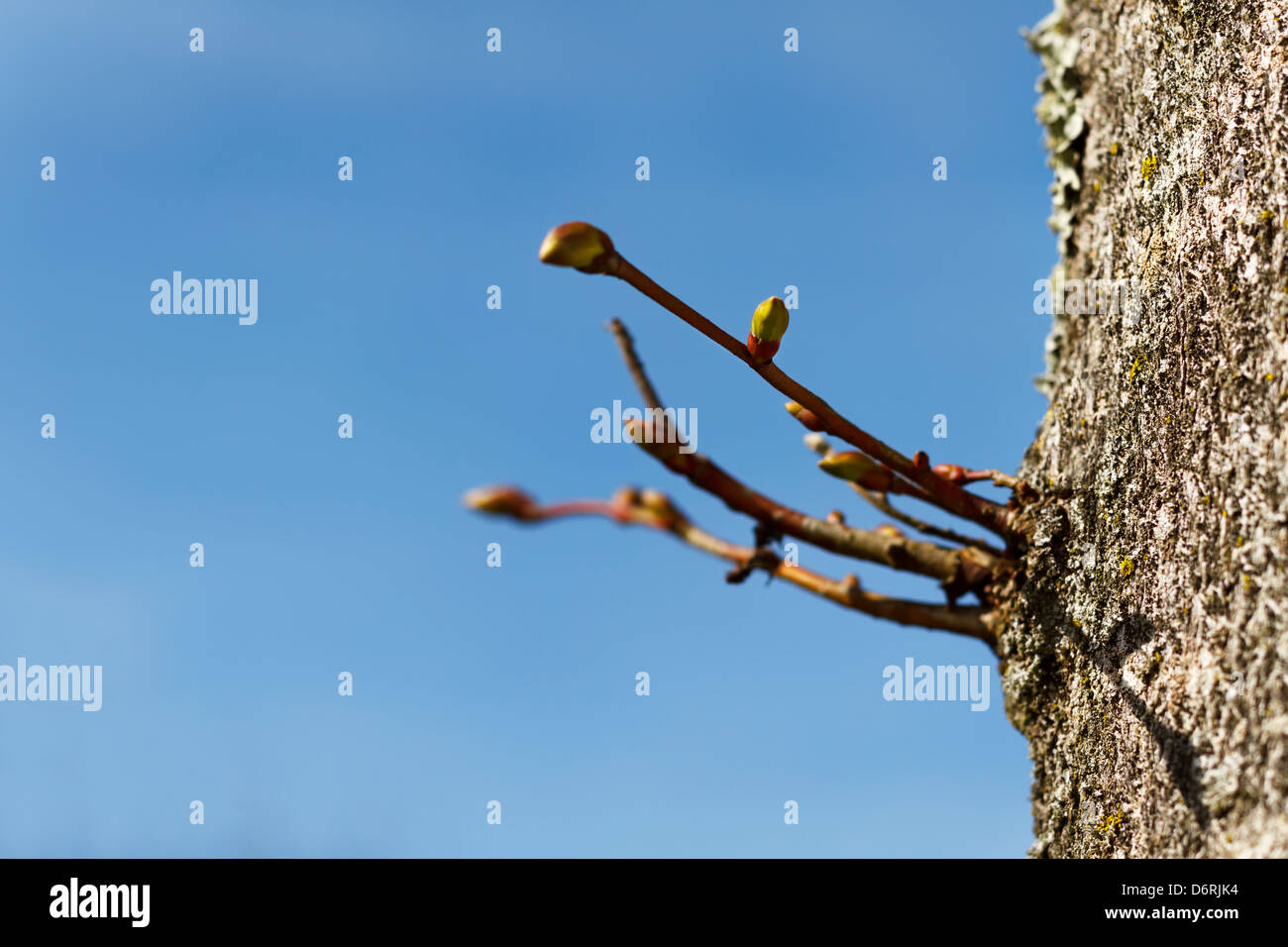 Spring Buds / Spring Blooms Bonnet