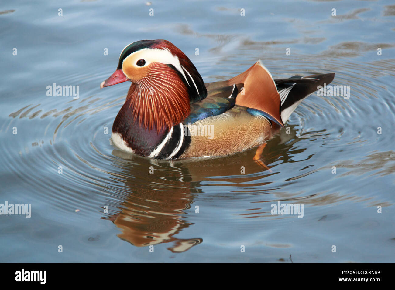 Male Mandarin Duck (Aix galericulata), River Thames, Hurst Park, East Molesey, Surrey, England, Great Britain, United Kingdom, UK, Europe Stock Photo