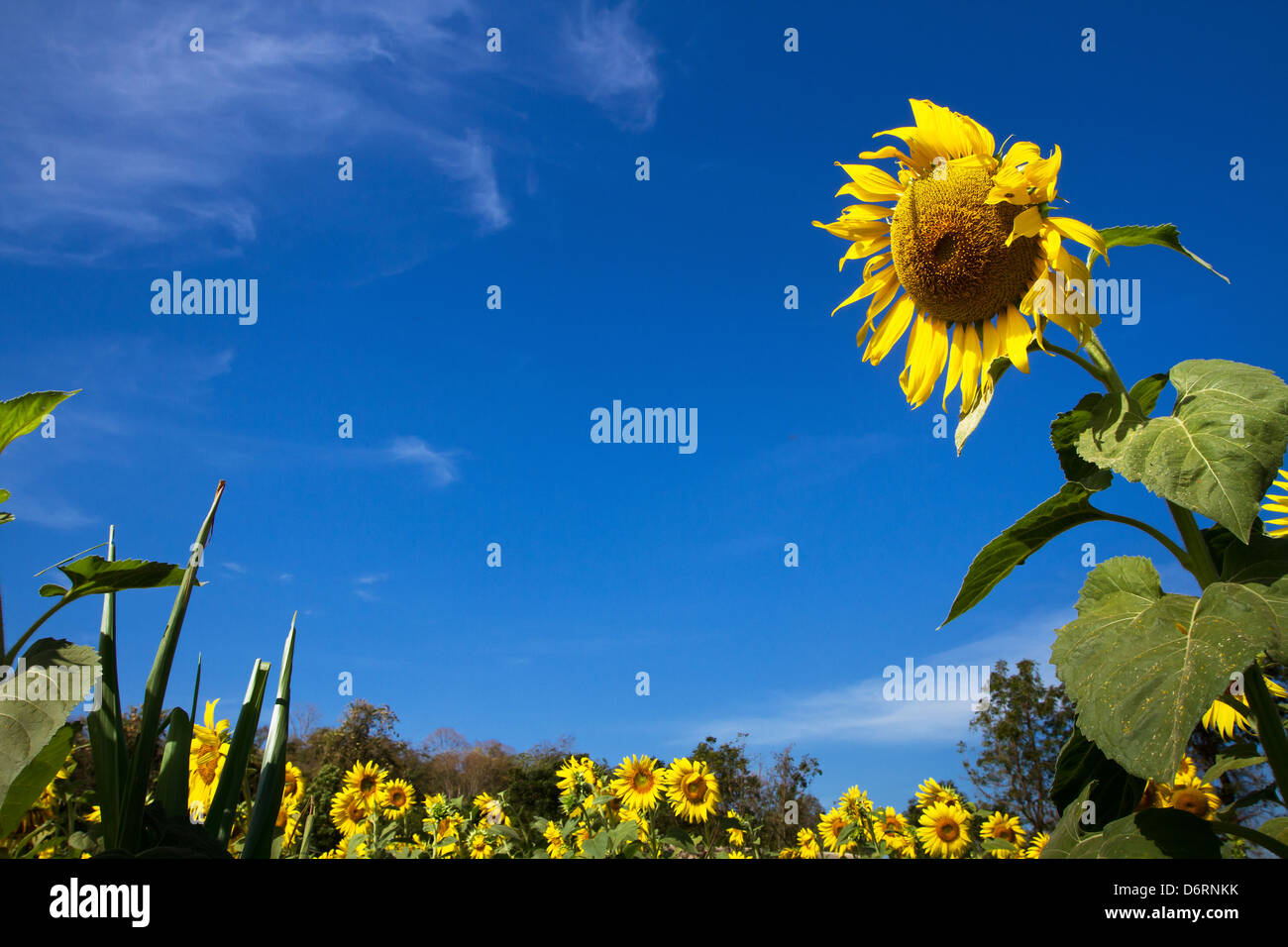 field of sunflowers and blue sky Stock Photo - Alamy