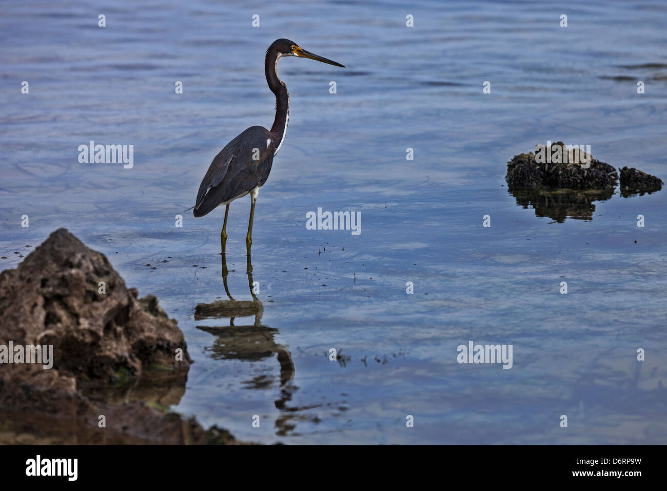 Tri-colored Heron bird fishing in the Cayman Islands Stock Photo - Alamy