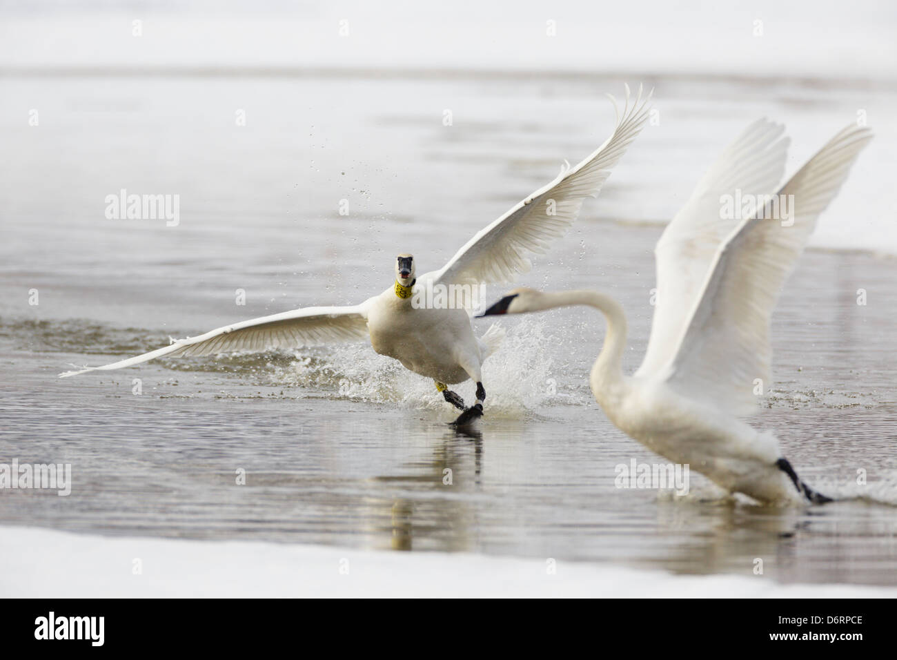 An aggressive Trumpeter Swan, Cygnus buccinator, launches an attack on a rival. Stock Photo