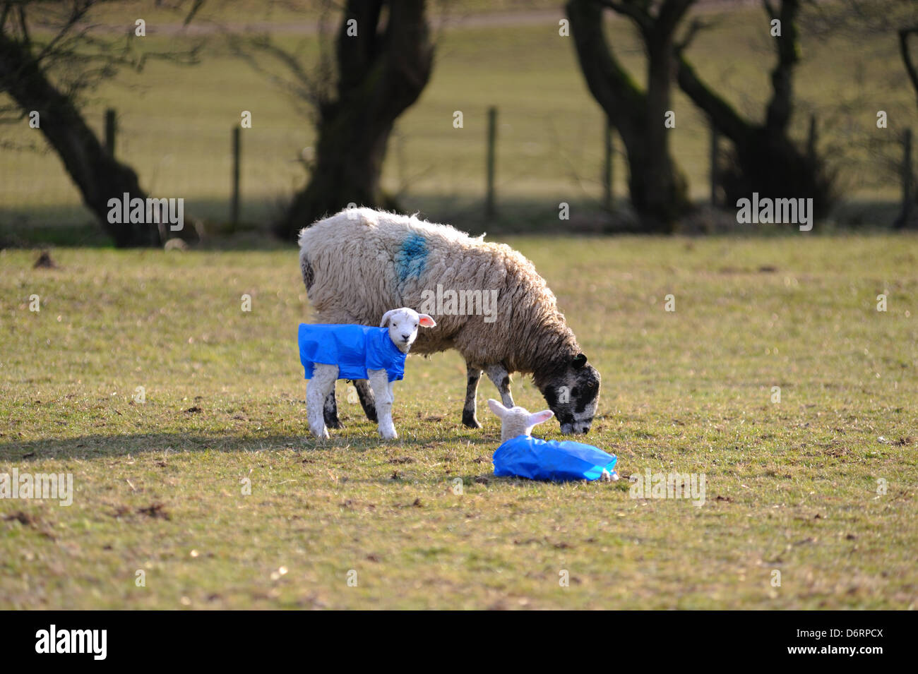 Ewe with lambs wearing protective jackets in the extreme cold weather Stock Photo