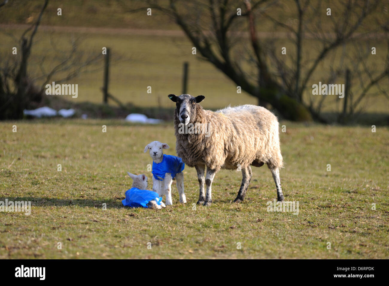 Ewe with lambs wearing protective jackets to keep them warm in the extreme cold weather Stock Photo