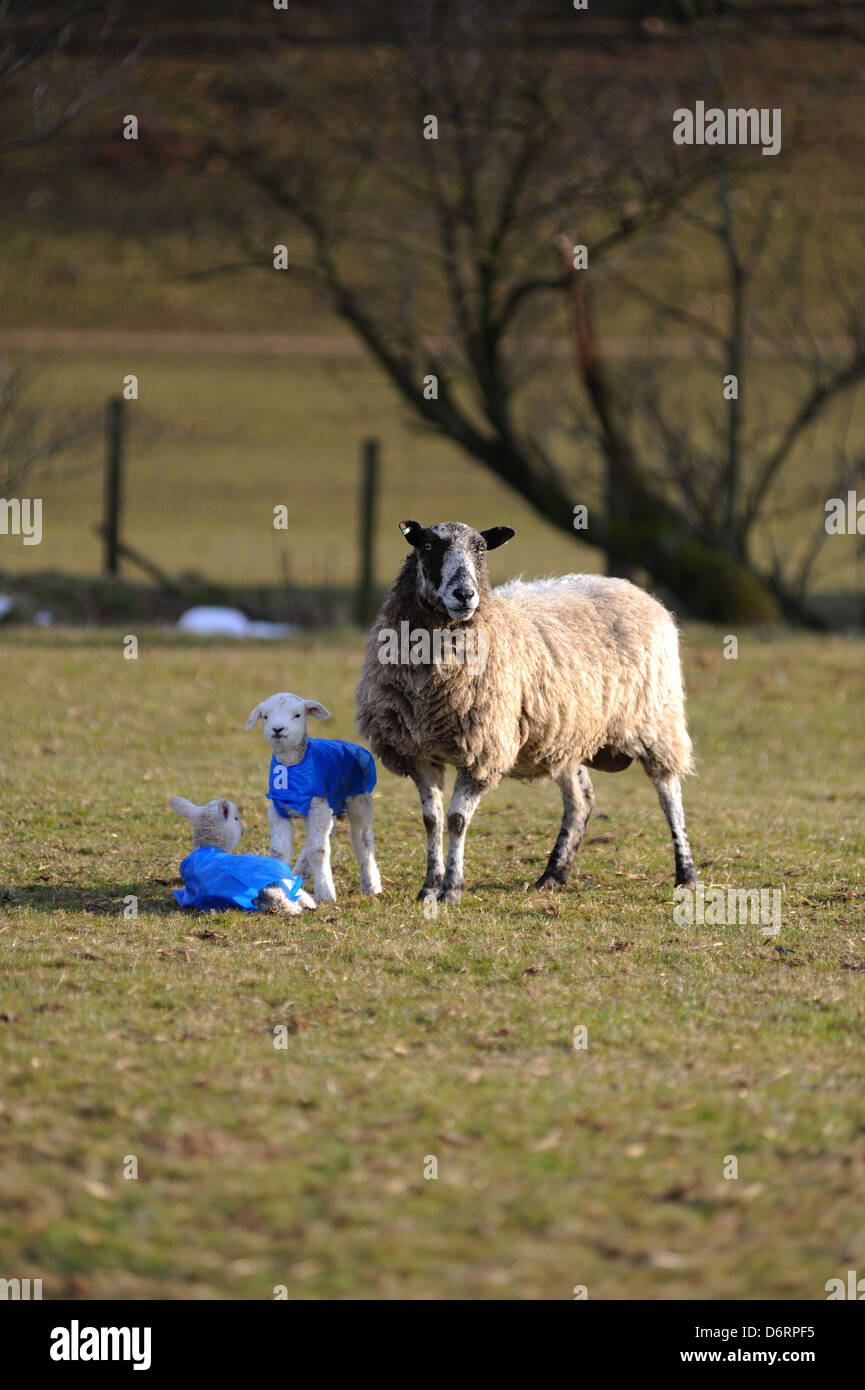 Ewe with lambs wearing protective jackets to keep them warm in the very cold weather Stock Photo