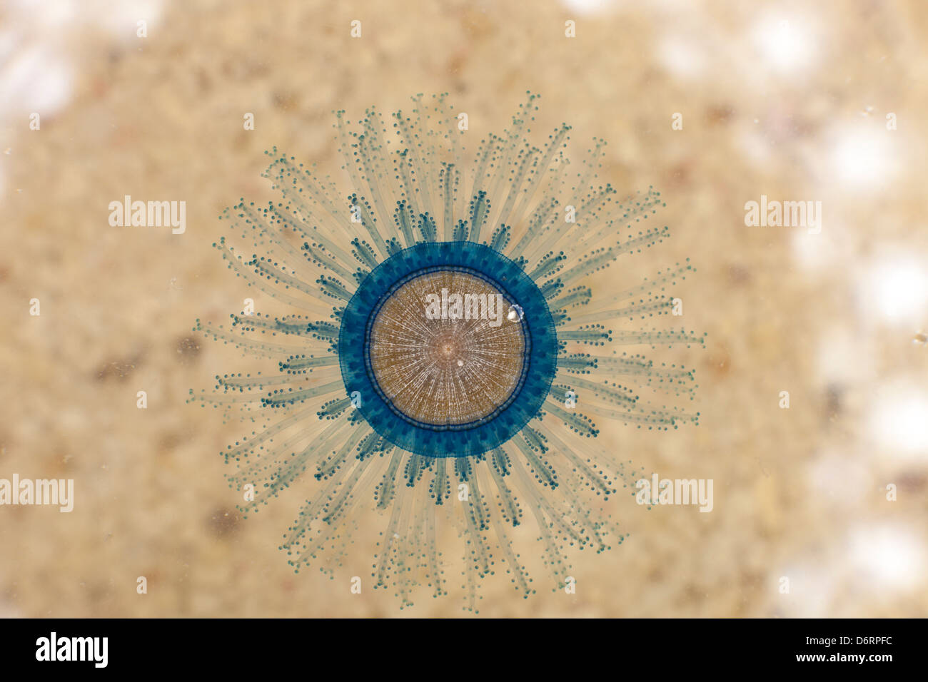 The Blue Button jellyfish - Cayman Islands Stock Photo