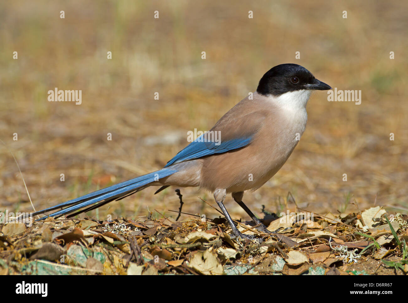 Azure-winged Magpie - Cyanopica cyanus Stock Photo