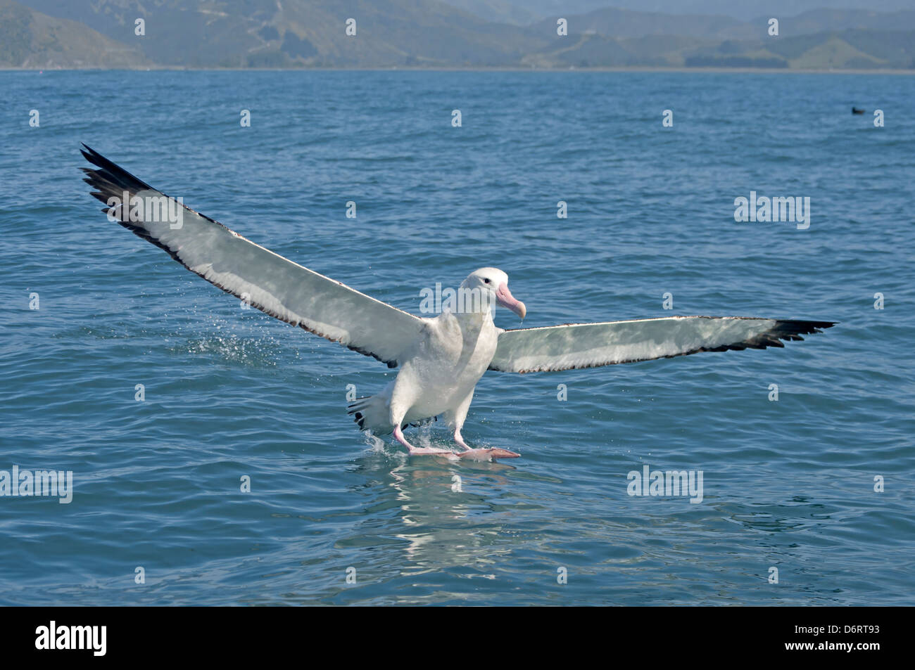 Wandering Albatross - Diomedea antipodensis Stock Photo