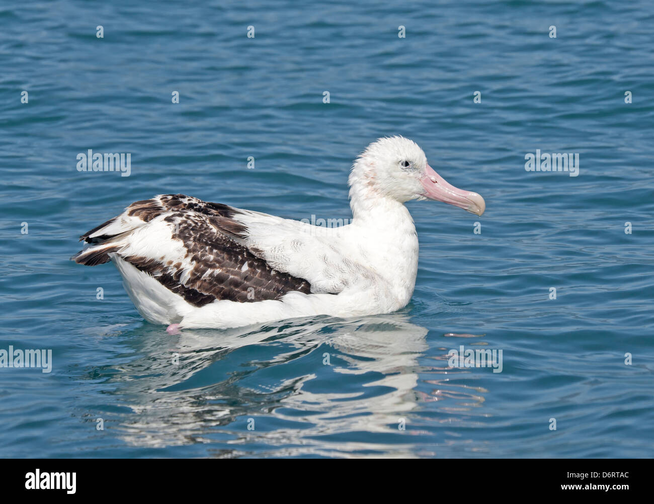 Wandering albatross new zealand hi-res stock photography and images - Alamy