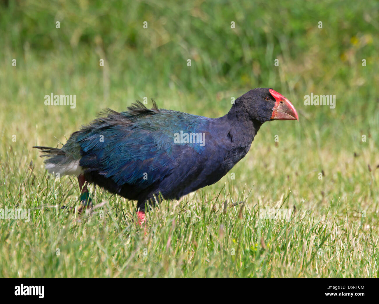 Takahe - Porphyrio hochstetteri Stock Photo