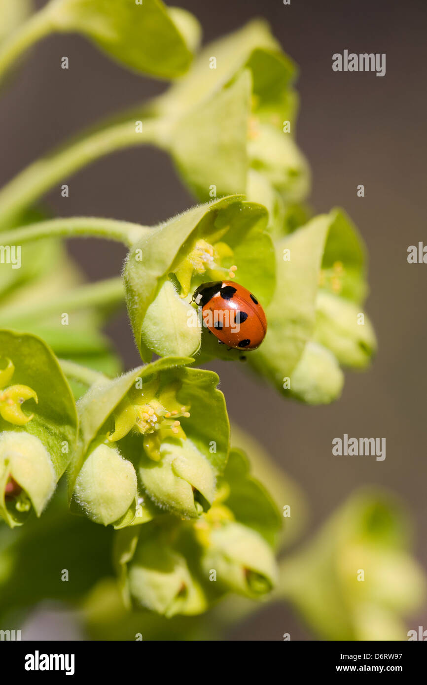 Seven spot ladybird on Euphorbia flowers. Stock Photo