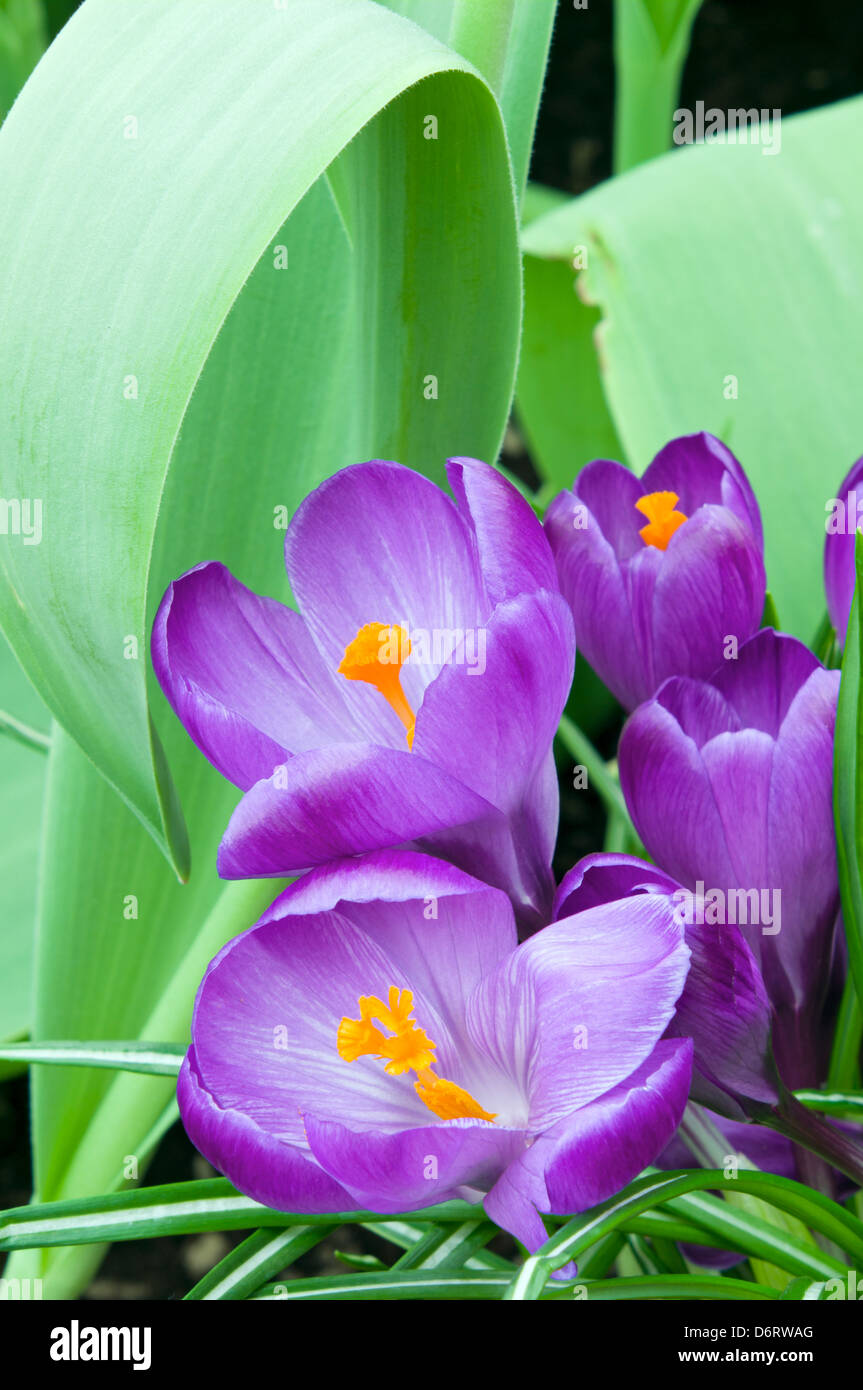 purple crocus plant in full bloom revealing styles and stamens inside petals Stock Photo