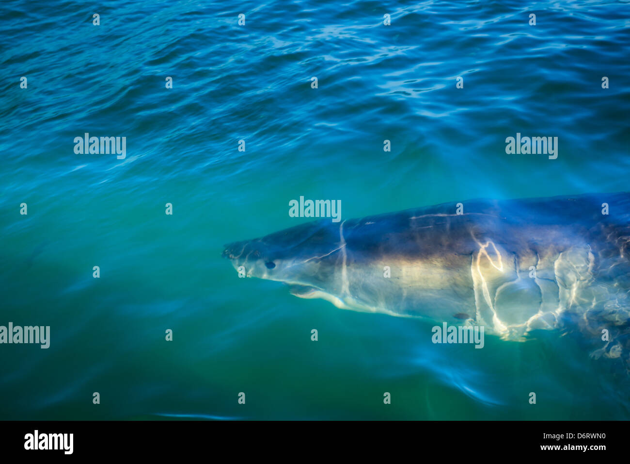Closeup of head and open mouth of great white shark circling diver's cage in ocean water off coast of South Africa Stock Photo
