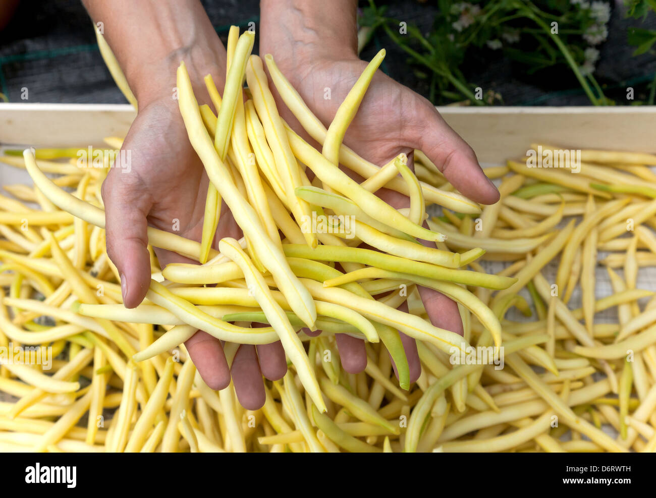 RÜHSTÄDT, Germany, bush beans Stock Photo Alamy