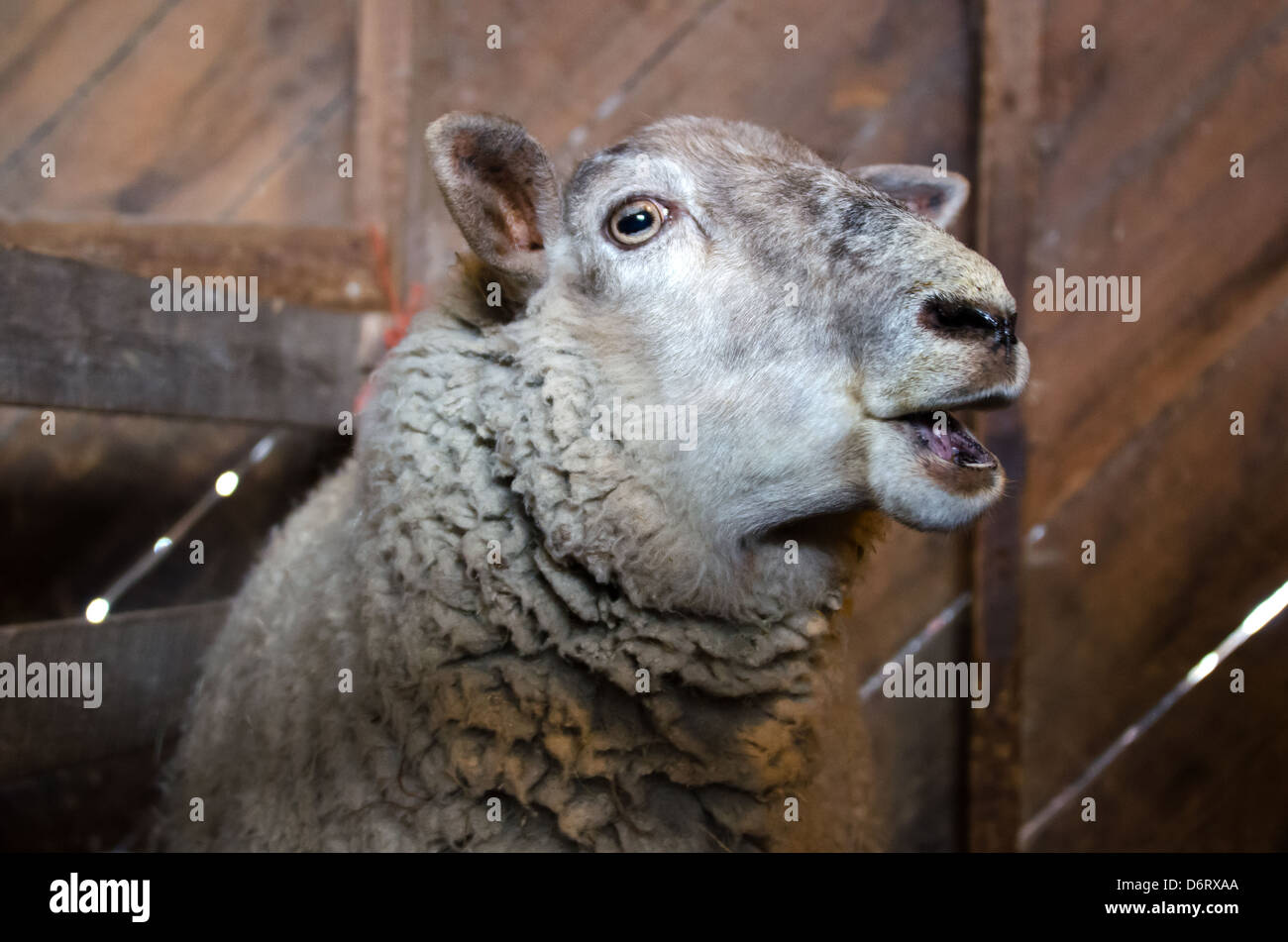 Ewe / female sheep with open mouth and odd expression. Stock Photo