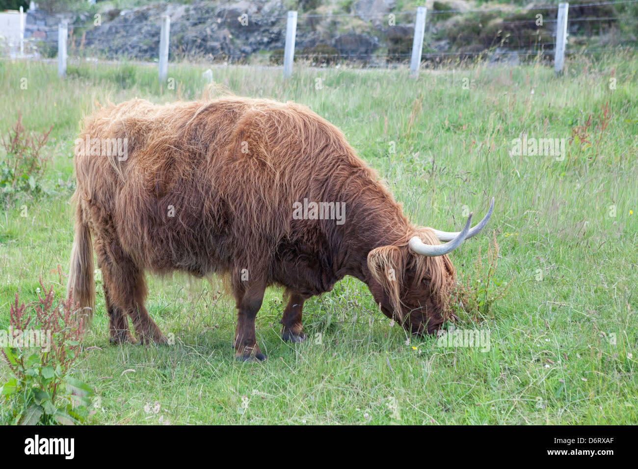A highland cow in pasture in northern Scotland Stock Photo Alamy