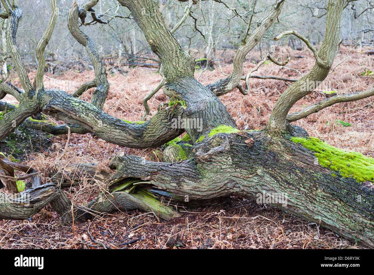 Fallen oak tree Stock Photo Alamy