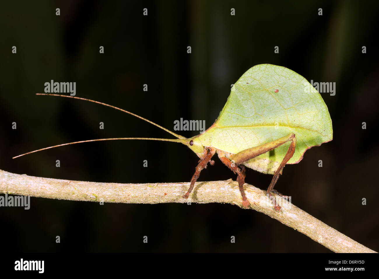 Green leaf mimic katydid camouflaged in the rainforest understory, Ecuador Stock Photo