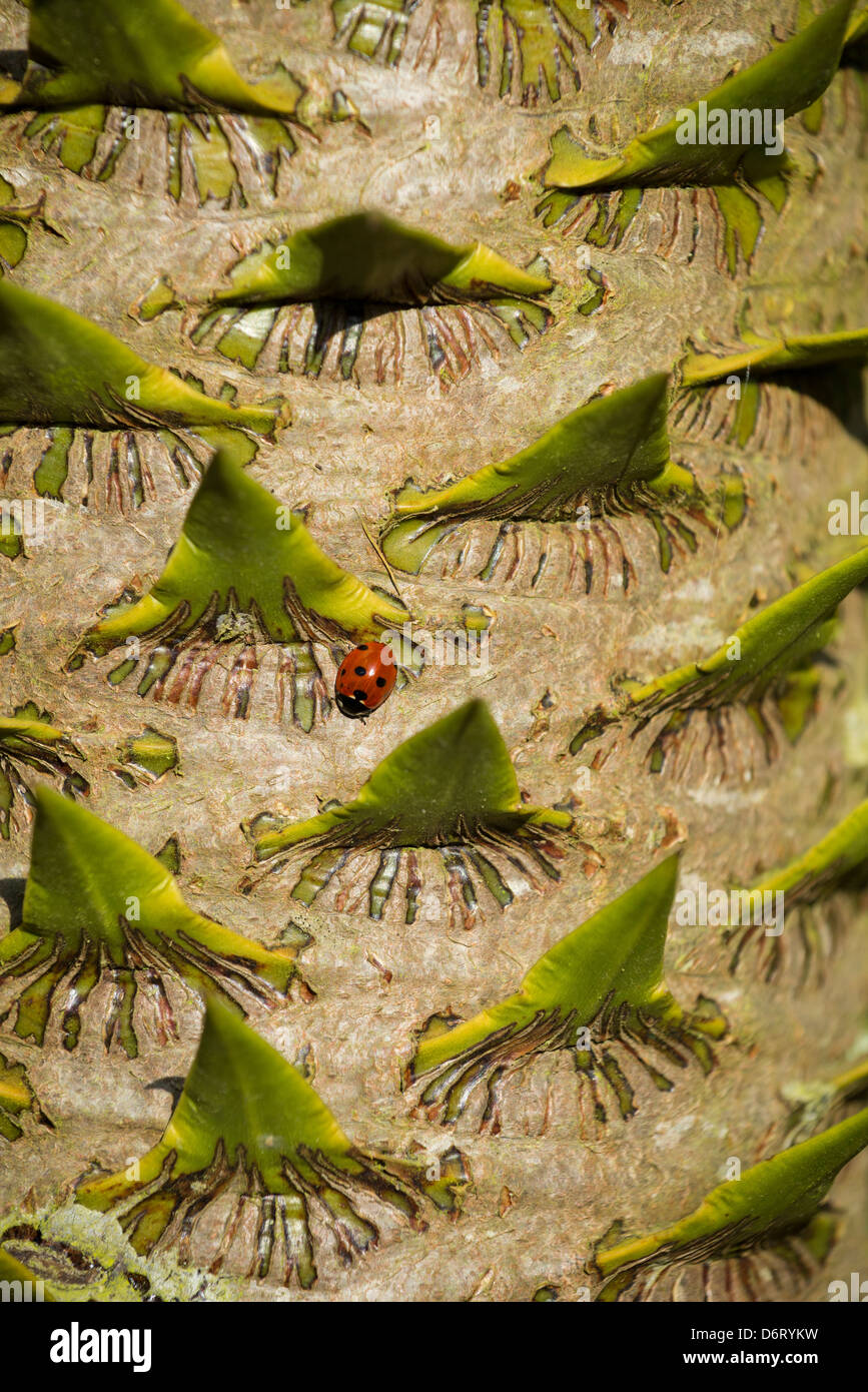 Araucaria araucana ,the monkey puzzle tree, with ladybird basking on trunk Stock Photo