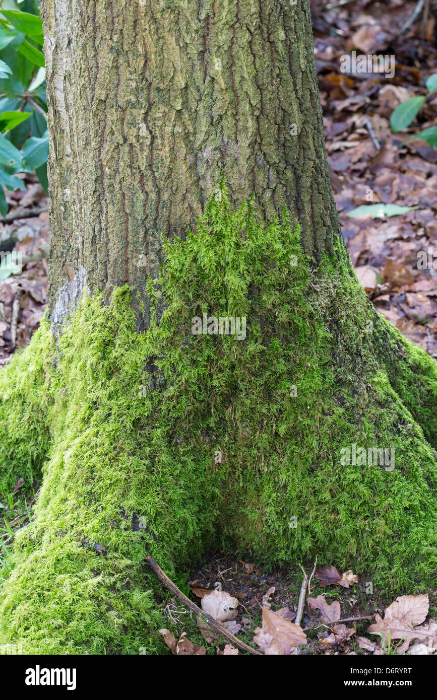 Moss on base of oak tree Stock Photo