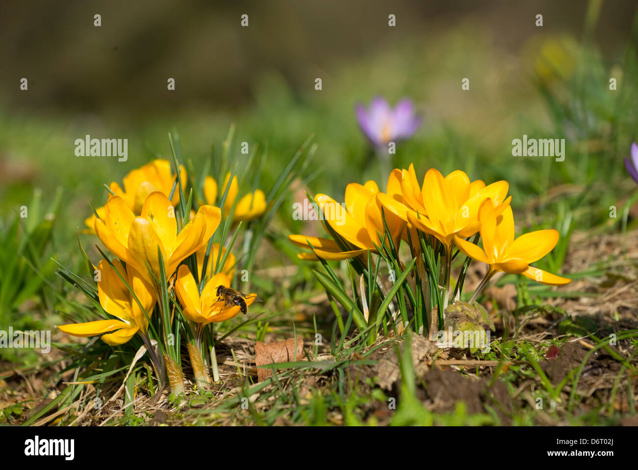 Springtime crocuses on a lawn in February Stock Photo
