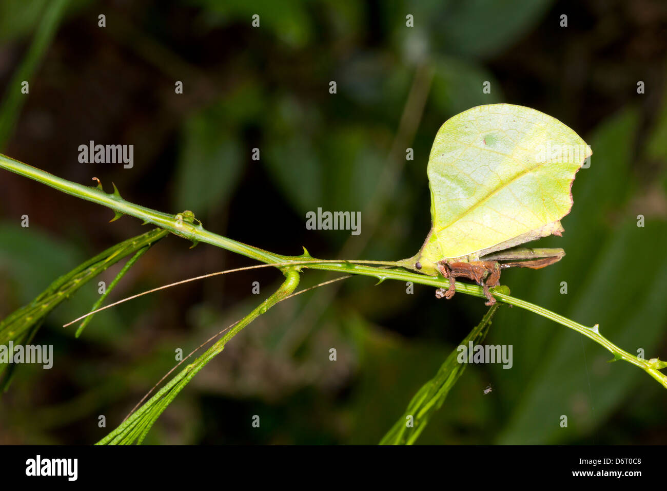 Greel leaf mimic katydid camouflaged in the rainforest understory, Ecuador Stock Photo