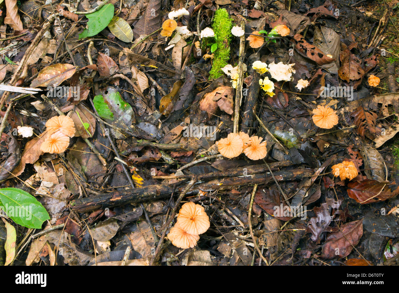 Toadstools growing in the leaf litter of tropical rainforest in Ecuador Stock Photo